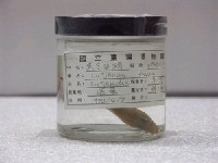 藏品(黃足笛鯛)的圖片